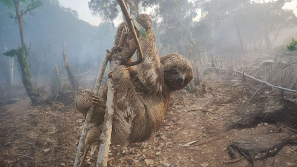 justica-emite-alerta-sobre-denuncias-de-desmatamento-em-parintins