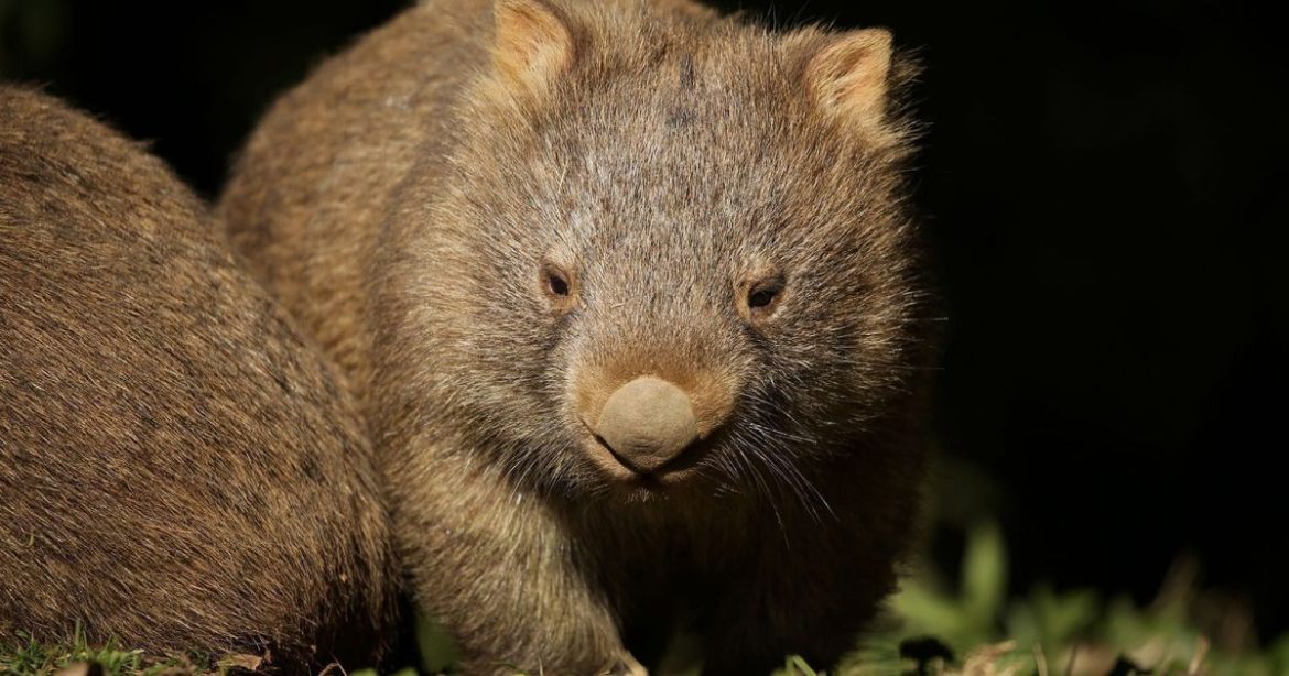 este-animal-faz-fezes-em-cubo-e-tem-intestino-10-vezes-maior-que-o-corpo